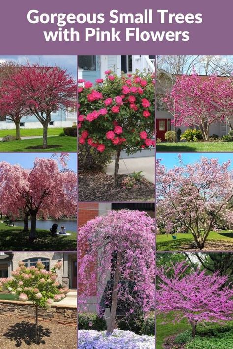 Elevate your garden landscape to new heights of beauty with our comprehensive guide featuring 17 charming small ornamental trees showcasing exquisite pink blossoms. Dive into the allure of the graceful Weeping Cherry, the vibrant Pink Tabebuia, and more, each handpicked to complement and enrich your personal outdoor sanctuary. Embrace the enchantment these trees bring, creating a captivating and serene ambiance right in the heart of your home. Weeping Crabapple Tree, Weeping Cherry Tree Landscaping, Small Trees For Landscaping, Trees With Pink Flowers, Small Weeping Trees, Tree With Pink Flowers, Cherry Blossom Landscape, Garden Bushes, Pink Dogwood Tree