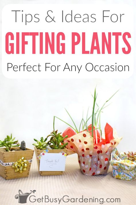 Gifting plants in pots is an awesome way to share your love of gardening! Whether it be Christmas succulents, Mother’s Day houseplants, special Birthday planters, or you want to create fun DIY party favors, plants make the perfect gift! Follow the tutorials for wrapping plants for presents, and get tons of tips and ideas for how to make beautiful and simple gifts for any occasion. Plant Gift Ideas For Christmas, How To Gift Plants, Giving Plants As Gifts, Wrap A Plant For Gift, Potted Plant Gift Ideas, Gifting Plants Ideas, Plants To Give As Gifts, Plants As Gifts Ideas, House Plant Gift Ideas