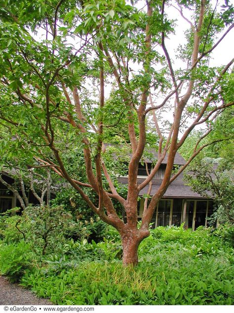 Stewartia monadelpha | Common Name: Orangebark Stewartia | eGardenGo Understory Trees, Stewartia Tree, Dan Pearson, Orange Plant, Yard Landscape, Planting Plan, Cinnamon Brown, Garden Idea, Red Fall