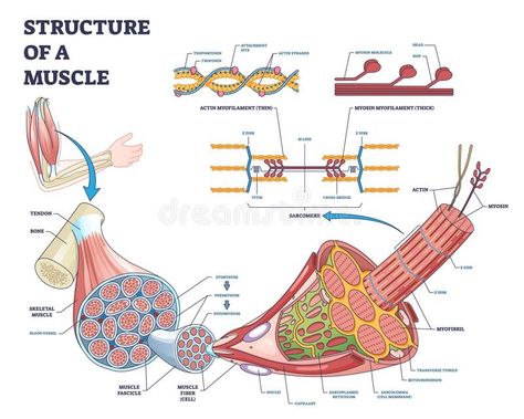 Muscle Structure Anatomy, Sarcomere Diagram, Actin Myosin, Skeletal Muscle Anatomy, Muscle Diagram, Nerve Anatomy, Diagram Illustration, Arm Bones, Muscle Structure