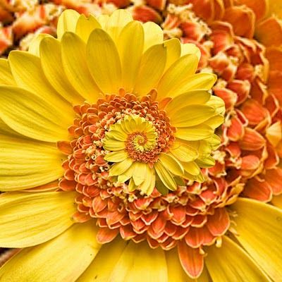 A cool fractal pattern created in petals. Fibonacci Sequence In Nature, Fractals In Nature, Spirals In Nature, Orchid Seeds, Geometry In Nature, Plantas Bonsai, Sprinklers, Bonsai Plants, Rare Flowers