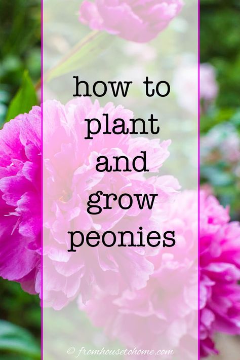 Here's everything you need to know about how to grow peonies! From watering to planting tips, help your peony plant thrive. #fromhousetohome #peonies #gardening #fullsunplants How To Grow Peonies, Grow Peonies, Peony Plant, Spring Perennials, Full Sun Flowers, Peony Care, Peony Leaves, Peony Bush, Planting Peonies