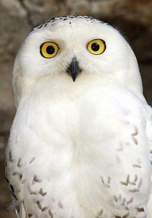 Harry Potter Hedwig, Ethical Issues, Harry James, Harry James Potter, White Owl, James Potter, Harry Potter