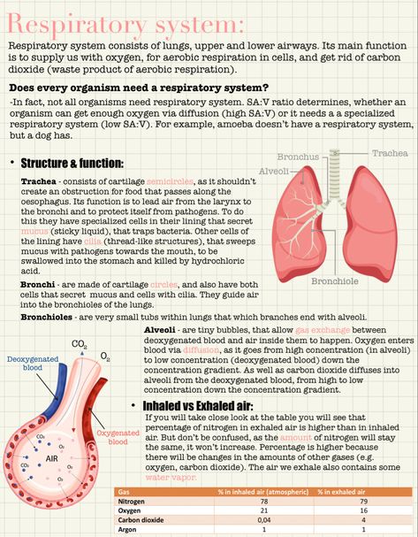 Respiratory System Aesthetic Notes, Respiratory Physiology Notes, Biology Notes Respiratory System, Respiration In Humans Notes, Respiratory System Notes Nursing Schools, Excretion And Osmoregulation Notes, Anatomy Of Respiratory System, The Respiratory System Notes, Lung Anatomy Notes