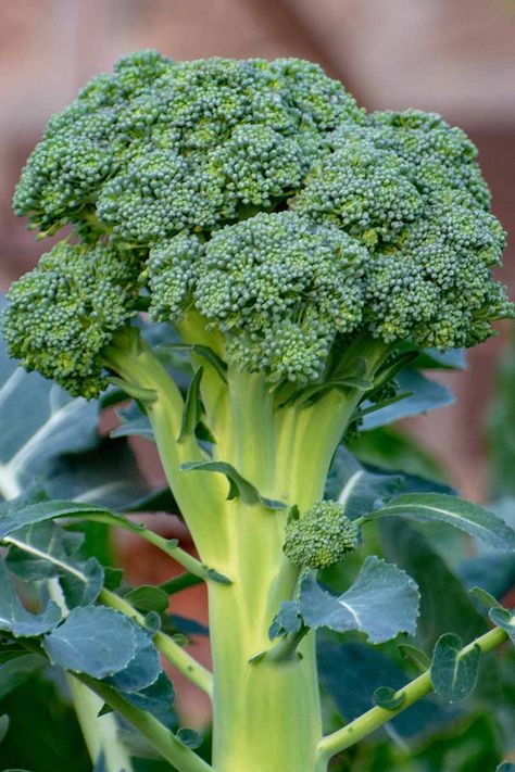 Did you know that you can grow broccoli in containers? That's right, with the right care, this cool-weather crop will thrive in pots and provide you with a delicious harvest of tender, homegrown heads. Learn how to plant and grow broccoli in containers now with this guide on Gardener's Path. #broccoli #containergarden #gardenerspath Growing Broccoli In Containers, Broccoli Picture, Broccoli Growing, Grow Foods, Harvesting Vegetables, Grow Broccoli, Broccoli Health Benefits, Fall Vegetables To Plant, Cashew Apple