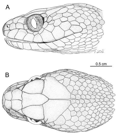 Serpent Drawing Reference, Snake Head Anatomy, Snake Body Drawing, Snake Head Illustration, How To Draw A Snake Head, Snake Anatomy Drawing, Snake Head Sketch, Snake Reference Drawing, Snake Head Reference