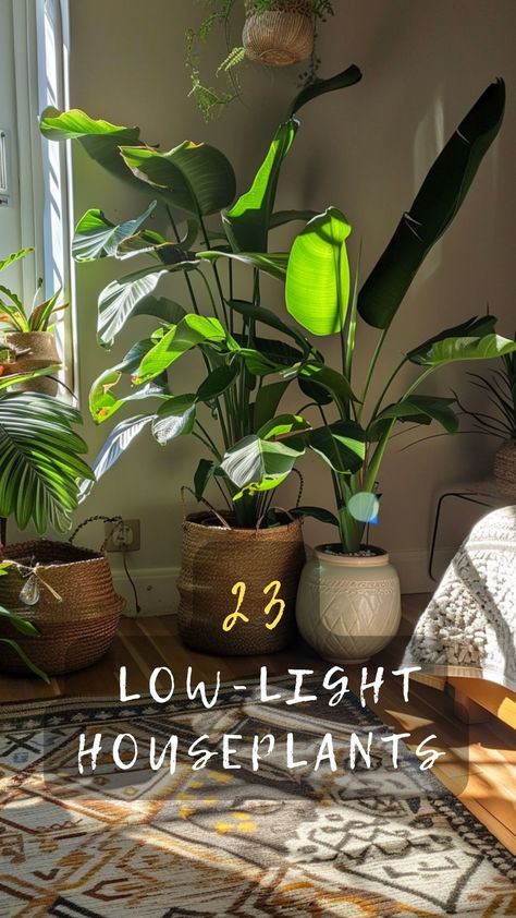 Thriving Plants For Low-Light Rooms! Discover The Best Houseplants That Grow Well Even In Low Light Conditions. Ready To Green Up Your Space? Click To Explore And Grow! 🌿🏡 #LowLightPlants #Houseplants #GreenYourSpace #ExploreAndGrow #PlantCare Lights In Potted Plants, Plant Studio Apartment, Shadow Plants Indoor, Large Low Light House Plants, How To Decorate With House Plants, Plant Lights Indoor Setup Living Room, Plants Dark Room, Clean Plant Room Aesthetic, Bedroom Plants Low Light