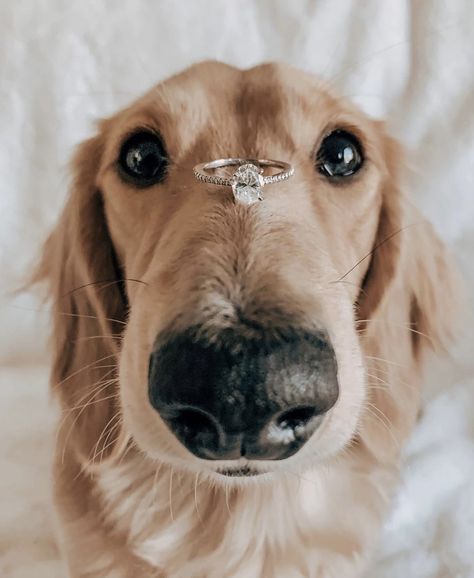 Golden Retriever Proposal, Bride And Dog Pictures, Proposal Pictures With Dog, Engagement Photos With Golden Retriever, Dog Engagement Announcement, Engagement Selfie Ideas, Engagement Photos Poses With Dog, Dog Proposal Ideas, Engagement Photos Ideas With Dog