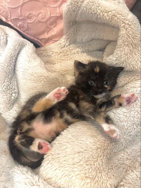 tabby cat kitten tortoiseshell kitten 1 month old kitten baby cat cat pink paws animals cute pets little pets Dilute Tortie Kitten, Tortishell Cat Aesthetic, Kitten Tortoiseshell, Fluffy Tabby Cat, Tortoiseshell Kitten, Tortie Kitten, Tabby Cat Kitten, Lps Cats, Tortoiseshell Cat