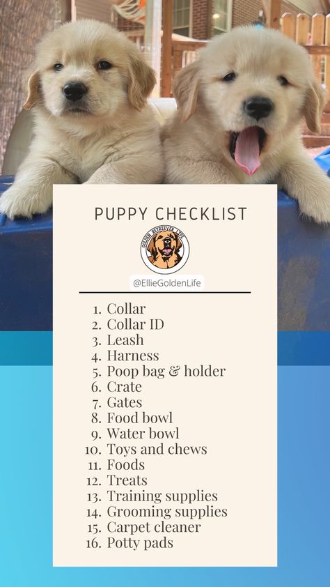 How To Take Care Of Golden Retriever, Golden Retriever Need To Know, Golden Retriever Puppy Collar, New Golden Retriever Puppy, Golden Retriever Care Tips, Golden Retriever Puppy Essentials, Golden Retriever Training Tips, Golden Retriever Essentials, How To Train A Golden Retriever Puppy