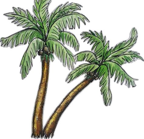 How to Draw a Palm Tree | 12 Step Palm Tree Drawing - Artsydee | Drawing, Painting, Craft & Creativity Draw A Palm Tree, Tree Trunk Painting, Palm Tree Sticker, Palm Tree Drawing, Pencil Drawings Of Girls, Fairy Drawings, Palm Tree Art, Coconut Palm Tree, Angel Drawing