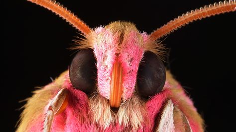 The scientists who developed the anti-reflective film were inspired by tiny, light-trapping structures on moth eyes that help the insects avoid predators. Moth Eyes, Black Contacts, Lunar Moth Tattoo, Beautiful Moths, Rosy Maple Moth, Moth Tattoo Design, Moth Art, Hawk Moth, Sternum Tattoo