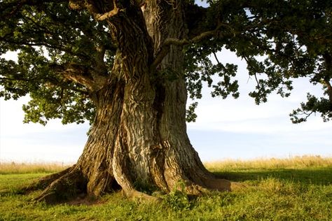 The mighty oak tree proverb is a great example of faith growth. And in children's ministry, our most important goal is to help kids and families develop spiritually. #mightyoak #faithgrowth #kidmin #faithformation #spiritualgrowth #Christianparenting Mighty Oaks, Old Oak Tree, Old Trees, Ancient Tree, Fern Green, Photo Tree, Nature Indoors, Alam Yang Indah, Oak Tree