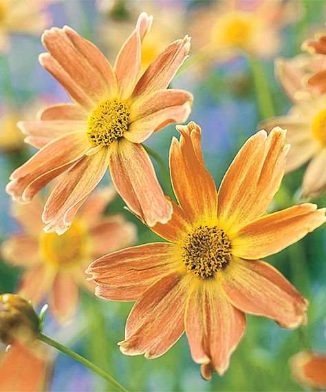 This Spring Hill Nursery Live Sienna Sunset Coreopsis Plant by Spring Hill Nursery is perfect! #zulilyfinds Spring Hill Nursery, Orange Garden, Beautiful Fruits, Spring Hill, Floral Garden, Garden Landscaping, Cosmos, House Plants, Art Inspiration