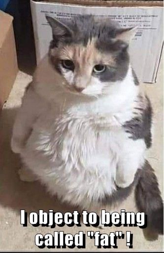 I object to being called "fat" ! Cat Standing, Chubby Cat, Fat Cat, Funny Cat Memes, The Funny, Funny Cat, Cat Memes, Funny Cats, Memes