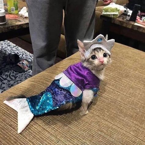 Gatos Cool, Mermaid Cat, Silly Cats Pictures, Arte Inspo, Silly Animals, Cat Costumes, Funny Cute Cats, Silly Cats, Pretty Cats