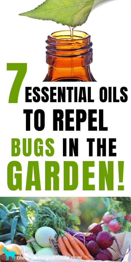 Garden Bug Spray, Lady Gardening, Essential Oil Bug Repellent, Insect Repellent Essential Oils, Self Sufficiency, Thyme Essential Oil, Natural Bug Repellent, Garden Bugs, Garden Insects