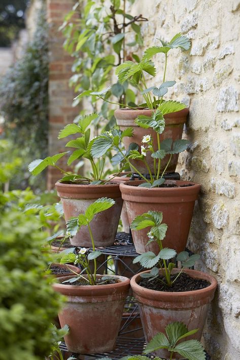 Strawberries growing on an antique wirework stand against one of the restored walls. Walled Garden, Strawberry Plants, Garden Fountains, Green Life, Country Gardening, Balcony Garden, Kitchen Garden, Permaculture, Terra Cotta