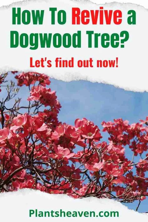 How to revive a dogwood tree. Read on to find out how to properly care for a dogwood tree, common reasons a dogwood tree dies and successful save your dogwood Leaf Mulch, Tree Dies, Red Dogwood, Small Trees For Garden, Trees For Front Yard, Palm Trees Landscaping, Dogwood Blooms, Dogwood Tree, Vegetable Garden For Beginners