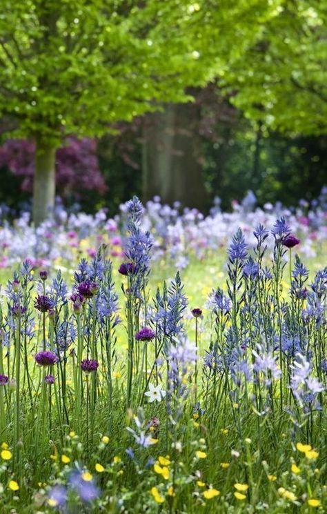 Prato Wild Flower Garden Ideas, Small English Garden, Wild Flower Garden, Perennial Garden Design, Garden Ideas Uk, Flower Garden Ideas, English Garden Design, Wild Flower Meadow, Meadow Garden