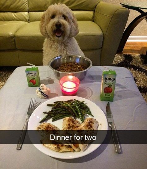 These spoiled dogs are living their best lives – 30 Pics Dog Snapchats, Love Humor, Juicy Juice, Memes Love, Spoiled Dogs, Joke Of The Day, Dinner For Two, Date Dinner, Romantic Dinners