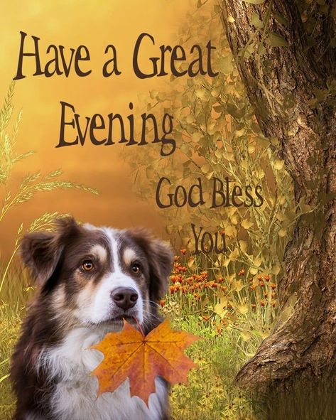 Great Evening Dog Quote Pictures, Photos, and Images for Facebook, Tumblr, Pinterest, and Twitter Good Evening Quotes, Have A Great Evening, Good Night Cat, Good Evening Wishes, Evening Quotes, Quote Pictures, Dog Quote, Good Night Blessings, Good Night Messages