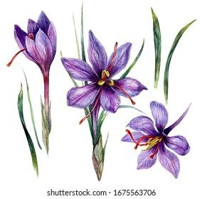 Saffron Images, Stock Photos & Vectors | Shutterstock Saffron Plant, Growing Saffron, Aurora Tattoo, Saffron Flower, Lotus Flower Art, Watercolor Plants, Flower Illustration, Purple Flower, Flower Tattoos