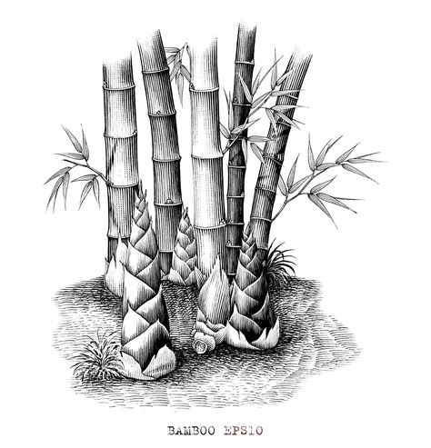 Botanical of bamboo shoots hand drawing vintage style black and white art isolated on white background Bamboo Flower Vase, Flower Vase Drawing, Bamboo Drawing, Vase Drawing, Black Paper Background, Bamboo Flower, Forest Drawing, Body Image Art, Tree Drawings Pencil