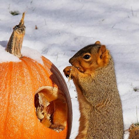 Pumpkin Vine, Garden Mushrooms, Diy Bird Feeder, Diy Birds, Garden Art Projects, Wildlife Habitat, Fall Projects, Bird Seed, Diy Garden Projects