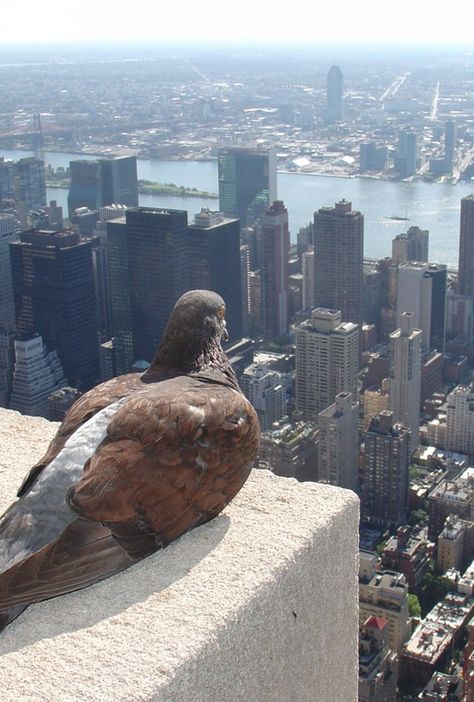 Empire State pigeon in Koreatown, New York City • photo: ZeroOne on Flickr Humor Whatsapp, Animal Captions, Funny Animals With Captions, What Is A Bird, Shop Front, Funny Animal Memes, Picture Captions, Birds Eye View, Funny Animal Pictures