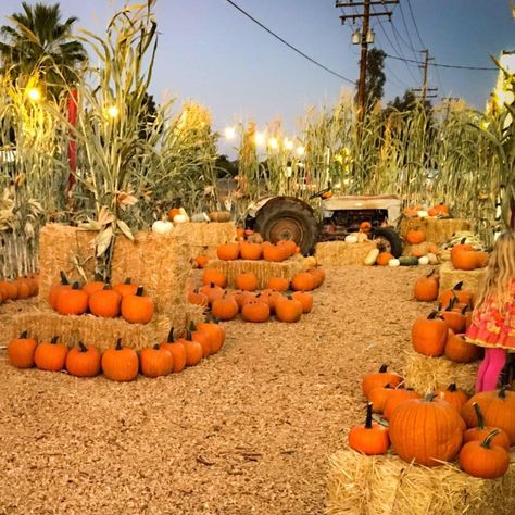 Pumpkin Patch Business, Pumpkin Patch Decoration, Heirloom Pumpkins, Snowflake Centerpieces, Pumpkin Patch Birthday, Pumpkin Patch Farm, Fall Festival Games, Harvest Corn, Pumpkin Patch Party