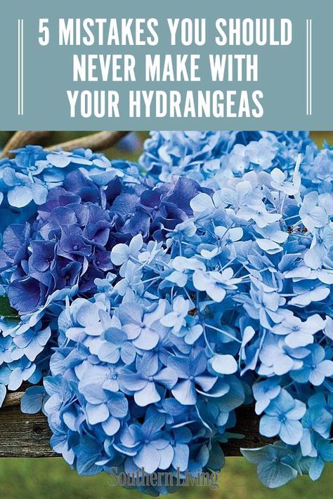 Backyard Hydrangeas, Hydrangea Plant Care, Brick Walkways, Prune Hydrangeas, When To Prune Hydrangeas, Hydrangea Plant, Garden Hydrangea, Pruning Hydrangeas, Hydrangea Landscaping