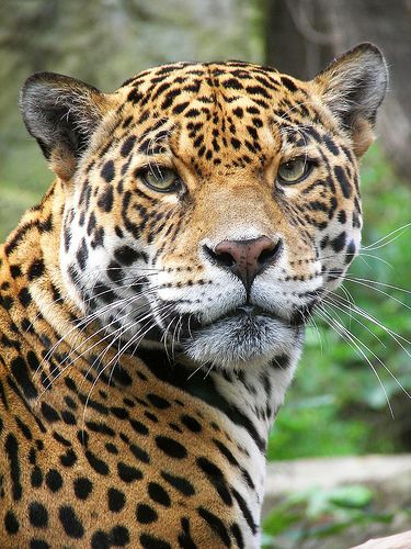 I believe my jaguar came into my life during the time of my molestation. to aide me in strength and now to heal and refind myself. thank you Jaguar. Jaguar Animal, Gato Grande, Nosara, Wild Animals Pictures, Black Panthers, Large Cats, Wild Animal, Leopards, Exotic Pets