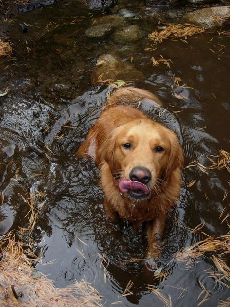 A Golden Retriever, Dogs Golden Retriever, Cute Animal Photos, Retriever Dog, Golden Retrievers, Animal Photo, Cute Little Animals, I Love Dogs, Dog Mom