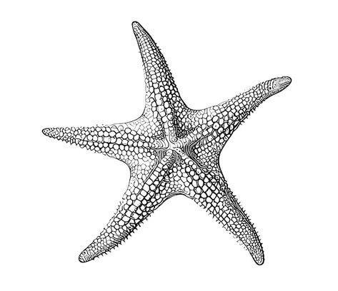 Seastar Drawing, Star Fish Drawings, Sea Star Drawing, Sea Star Tattoo, Seastar Tattoo, Starfish Sketch, Marine Drawing, Starfish Illustration, Starfish Drawing