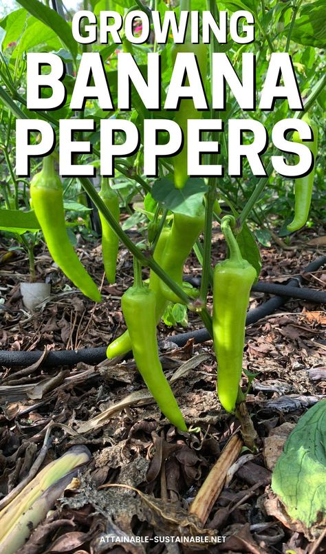 chartreuse colored banana peppers hanging on a plant. How To Grow Banana Peppers, Growing Banana Peppers, Gardening Peppers, Hot Banana, Growing Hot Pepper, Sweet Banana Peppers, Hot Banana Peppers, Growing Vegetables At Home, Pickled Banana Peppers