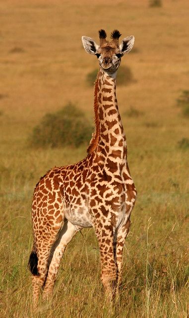 Giraffe Pictures, Giraffe Art, A Giraffe, Cute Giraffe, Airbrush Art, Majestic Animals, Baby Giraffe, Amazing Animals, African Animals