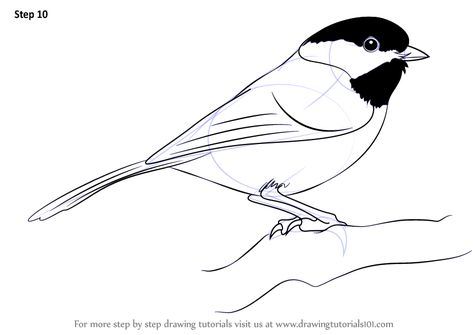 Learn How to Draw a Black-Capped Chickadee (Birds) Step by Step : Drawing Tutorials Chickadee Drawing, Bird Painting Acrylic, Bird Template, Chickadee Bird, Pencil Drawing Tutorials, Bird Sketch, Black Capped Chickadee, Learn Drawing, Tinta China