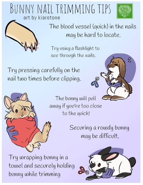 How To Clip Bunny Nails, Tricks To Teach Your Rabbit, Rabbit Tips, Bunny Care Tips, Bunny Supplies, Bunny Needs, Bunny Pet, Pet Rabbit Care, Bunny Room