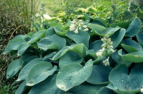 Hosta Elegans, Hosta Sum And Substance, Hosta Sieboldiana, Shade Garden Plants, Garden Cafe, Garden Architecture, Landscape Services, Garden Care, Shade Plants