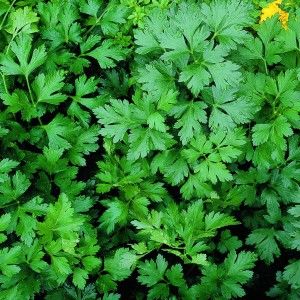 Manure Composting, Growing Parsley, Parsley Plant, Italian Parsley, Herb Containers, Culinary Herbs, Attract Butterflies, Growing Herbs, The Grove