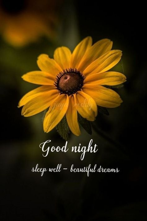 Nighty Night Quotes, Good Night Sleep Well, New Good Night Images, Night Whispers, Evening Quotes, Good Night Sleep Tight, Goodnight Quotes, Good Night Prayer, Good Night Gif