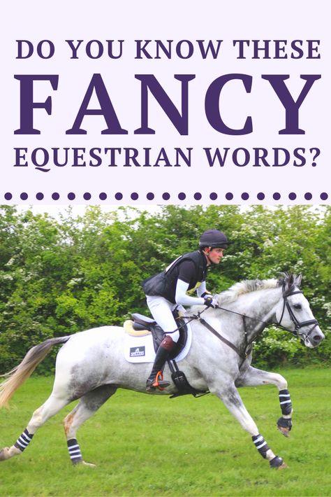 How many of these fancy equestrian words do you already know? Did we leave any off? Tell us in the comments! #horselife #horsebackriding #horselove Horse Terminology, English Horseback Riding, Horse Lifestyle, Equine Vet, Horse Hacks, Male Horse, Homesteading Animals, Horse Lessons, Pony Rider