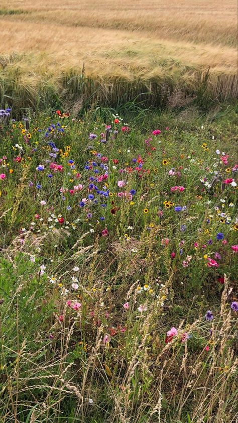 Plants Are Friends, Flower Therapy, Nature Aesthetic, Flower Field, Fantasy Landscape, Aesthetic Photo, Phone Backgrounds, Pretty Flowers, The Great Outdoors