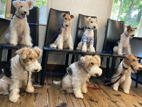 Wire Terrier Dogs, Wired Haired Fox Terrier, Wired Fox Terrier, Wire Fox Terrier Puppies, Wire Fox Terriers, Wire Haired Fox Terrier, Fox Terrier Puppy, Wire Haired Terrier, Wirehaired Fox Terrier