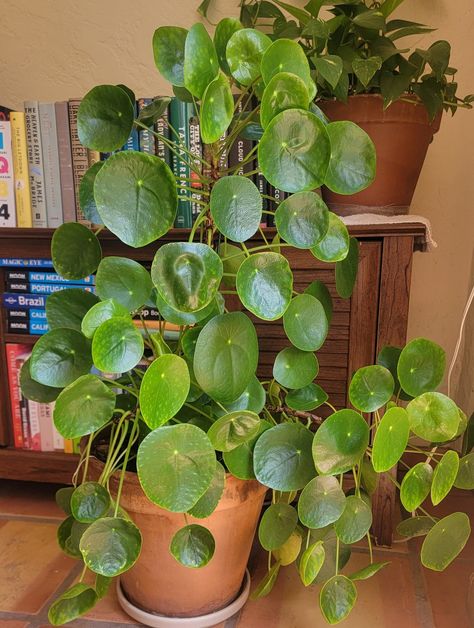 Pilea peperomioides, the Chinese money plant, UFO plant, pancake plant, lefse plant or missionary plant, is a species of flowering plant in the nettle family Urticaceae, native to Yunnan and Sichuan provinces in southern China. During the winter months we offer heat packs in order to ensure the safety of your plants. Shopwishlistplant is not held responsible for cold damage during shipping if the customer does not order a heat pack. Pilea Plant Aesthetic, Plant Core Aesthetic, Botanist Aesthetic, House Greenery, Chinese Money Plant Care, Pancake Plant, Fall Braids, Japanese Life, Plant Goals