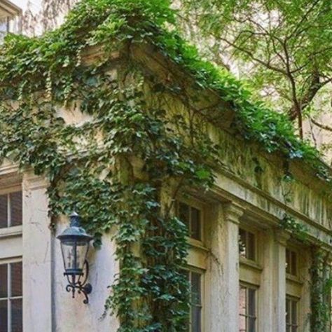 Ivy Growing On Wall, Vines On Wall, Types Of Vines, Vines Outdoor, Bedroom Ideas Girly, Overgrown Vines, Aesthetic Vines, Vines Aesthetic, Melissa Penfold