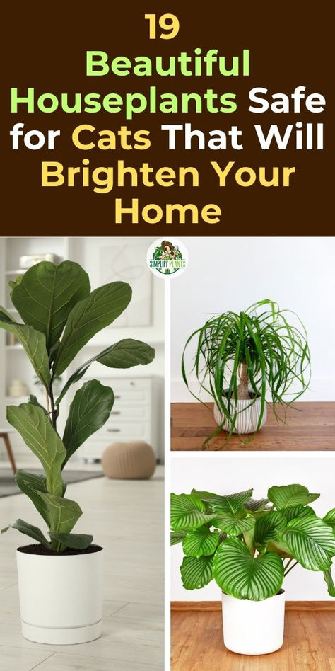 Houseplants, Cat-friendly plants, Indoor gardening, Pet-safe plants, 
Non-toxic plants, Feline-friendly houseplants, Plant decor, Home decor, 
Pet-friendly home, Indoor plants, Pet-friendly gardening, Safe plants for 
cats, Houseplant ideas, Cat-friendly home, Indoor greenery. Plant Decor With Cats, Plants For Cats Indoor, Cat Safe Plants Indoor, Cat Friendly House Plants, Large House Plants Indoor, House Plants Safe For Cats, Plants That Repel Cats, Cat Safe House Plants, Pet Friendly House Plants