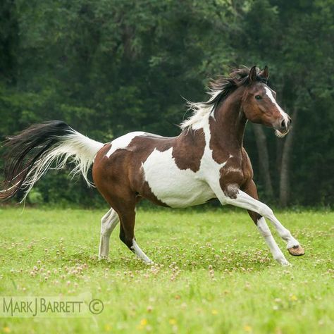 pinto horse | Bay Pinto horse :: National Show Horse/Pinto cross mare | Horses ... Tobiano Horse, Fantasy Mounts, American Paint Horse, Cai Sălbatici, Paint Horses, Pinto Horse, American Saddlebred, Show Horse, American Paint