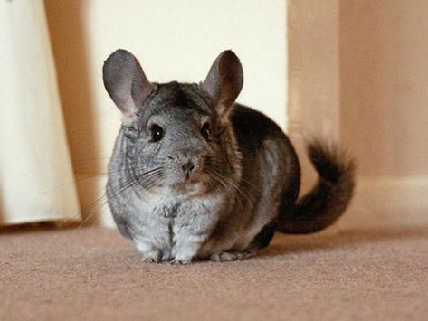 Unusual pets that are legal to own - CBS News Unusual Pets, Animals Dogs, Unusual Animals, Chinchillas, Pets For Sale, Unique Animals, Exotic Pets, Pet Owners, Animal Kingdom